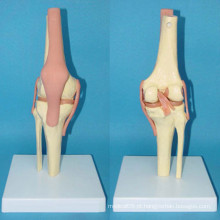 Modelo de osso de plástico de esqueleto de função articular de alta qualidade (R020907)
